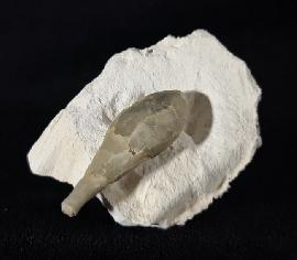 Sonstige - Seeigel - Stachel eines Tylocidaris baltica (SCHLÜTER 1892)